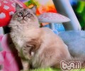 为什么有些猫咪不爱被抚摸