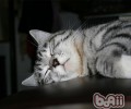 为什么猫咪要用猫砂埋好自己的便便