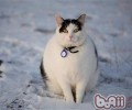 怎么协助猫咪健康瘦身
