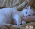 猫咪懂得你对他的爱