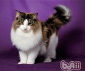 怎么选择挪威森林猫