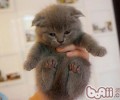 四招应对猫咪吃药难的问题