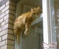 猫咪贪睡的原因