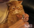 为什么要给猫咪修剪脚毛？