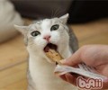 猫吃多了怎么办
