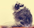 猫咪毛发枯燥怎么办