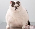 猫咪肥壮会呈现哪些损害