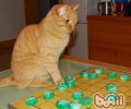 【测验】猫咪智商小测验