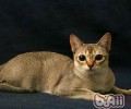 新加坡猫简介