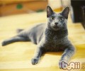 猫为何喜爱蹭刚洗完澡的你