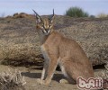 猫咪的打猎天性