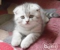 为什么猫咪会在迟早最振奋