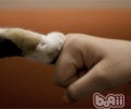 猫咪为什么喜爱把爪子缩在身体下面