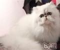 养好波斯猫要注意什么
