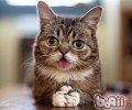 猫咪吐舌头是什么意思
