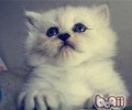 猫咪认人吗
