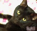 猫咪多大算成年猫呢？