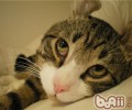 怎么让猫咪的毛发更亮光和婉