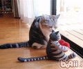 你的宠物猫狗是左撇子吗？