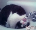 教你怎么处理猫咪喝的水
