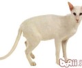 猫咪牙齿知多少