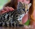 猫咪吃蜘蛛吗？