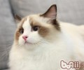怎么延伸猫的寿数
