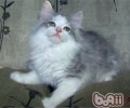 整理长毛猫被毛的过程