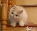 异国短毛猫的寿数有多久