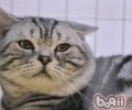 猫为什么喜爱咕噜叫
