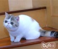 猫的寿数有多长