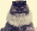 波斯猫的寿数有多久
