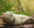 猫咪每天能够吃多少盐？