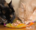 猫不能吃盐吗？