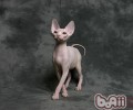 给猫咪剃毛也考究次序