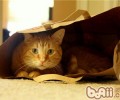 猫为什么喜爱狭小的空间？