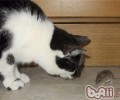 猫为什么喜爱戏弄猎物？
