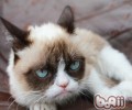 猫咪带来室内异味怎么办