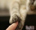 怎么改进猫咪怕生的习气