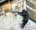 宠物猫最好不要散养