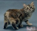 马恩岛猫的选购办法