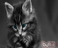 关于沙特尔猫的养殖和护理