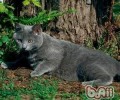 沙特尔猫顽皮“三千问”