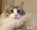 挪威森林猫掉毛严峻怎么办？