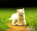 猫咪为什么跑的快？