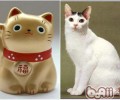 日本截尾猫的介绍