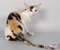关于东方猫的简略介绍