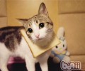 猫咪也会情绪低落吗？