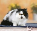 给波斯猫洗澡的正确办法