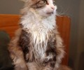 拉邦猫的喂养要求